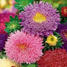 aster-pomponowy-wysoki-moonshine-kwiaty-rozowo-bialo-zolte-nasiona-kwiatow