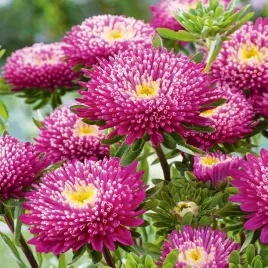 aster-ksiazecy-wysoki-zefir-fioletowo-bialy-nasiona-kwiatow-jednorocznych