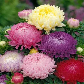 aster-peoniowy-wysoki-mieszanka-mix-nasiona-kwiatow-obfite-kwitnienie