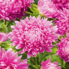 aster-peoniowy-wysoki-ofelia-rozowy-nasiona-kwiatow-rozowe-kwiaty