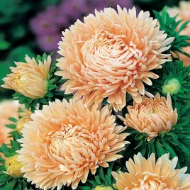 aster-peoniowy-wysoki-janina-jasnorozowy-duze-pelne-kwiaty-nasiona-kwiatow