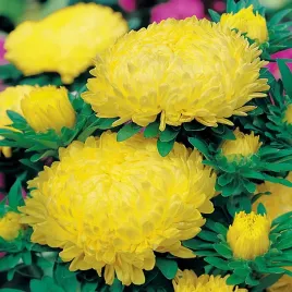 aster-peoniowy-wysoki-zolty-idealne-do-bukietow-nasiona-kwiatow-zolte