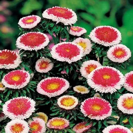 aster-pomponowy-wysoki-hi-no-maru-kwiaty-rozowo-biale-nasiona-kwiatow