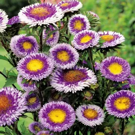 aster-pomponowy-wysoki-blue-moon-nasiona-kwiatow-kwiaty-fioletowo-zolte