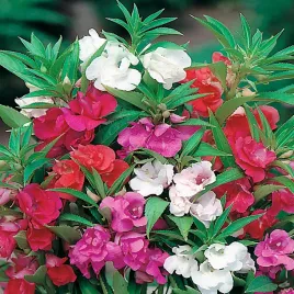 balsamina-kameliowa-karlowa-mieszanka-nasiona-kwiatow-mix-kwiaty-ogrodowe