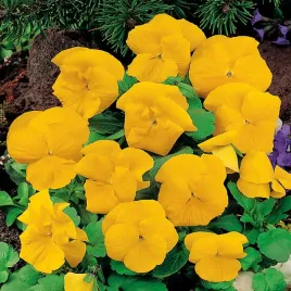 bratek-wielkokwiatowy-zolty-nasiona-kwiatow-zolte-kwiaty-bratki