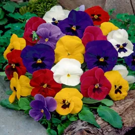 bratek-wielkokwiatowy-mieszanka-mix-nasiona-kwiatow-kwiaty-bratki