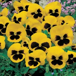 bratek-wielkokwiatowy-zolty-z-plama-nasiona-kwiatow-idealne-do-donic
