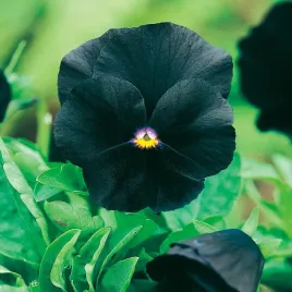 bratek-wielkokwiatowy-czarny-nasiona-kwiatow-latwa-uprawa-bratki-czarne