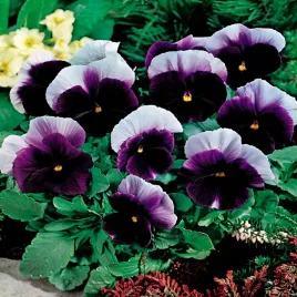 bratek-wielkokwiatowy-lord-fioletowo-bialy-nasiona-kwiatow-bratki