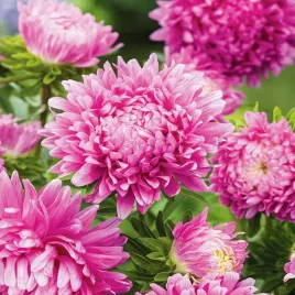 aster-karlowy-hordelin-jasnorozowy-latwa-uprawa-intensywne-kolory-nasiona