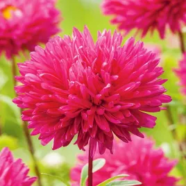 aster-igielkowy-wysoki-inga-rozowoczerwony-nasiona-kwiatow-kwiaty