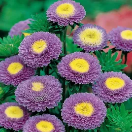 aster-ksiazecy-wysoki-ruckley-supreme-nasiona-kwiatow-kwiaty-fioletowe