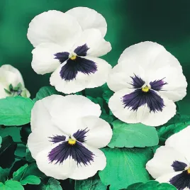 bratek-wielkokwiatowy-bialy-z-plama-nasiona-kwiatow-idealne-do-donic