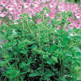 oregano-greckie-intensywny-smak-i-aromat-nasiona-ziol-ziola-przyprawa