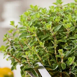 oregano-do-uprawy-w-domu-i-balkonie-aromatyczne-ziola-nasiona-ziol