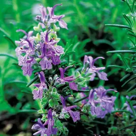 rozmaryn-lekarski-aromatyczne-nasiona-ziol-ziola