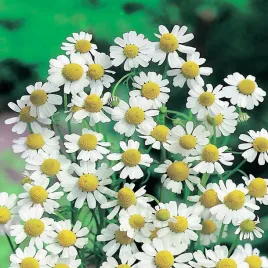 rumianek-pospolity-nasiona-rumianku-ziol-ziola-aromatyczny-leczniczy