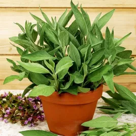 szalwia-lekarska-nasiona-ziol-aromatyczna-roslina-lecznicza-latwa-uprawa