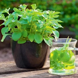 stewia-do-uprawy-w-domu-i-balkonie-naturalny-slodzik-nasiona-ziol-ziola