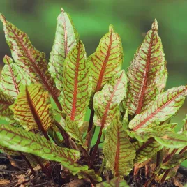 szczaw-krwisty-nasiona-szczwiu-ziola-ziol-aromatyczny