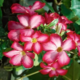adenium-opasle-roza-pustyni-mini-baobab-efektowna-roslina-nasiona-kwiatow