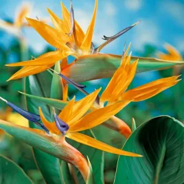 strelicja-krolewska-nasiona-egzotyczne-unikalna-odmiana