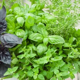 mieszanka-wloska-nasiona-ziol-kuchnia-srodziemnomorska-bazylia-oregano