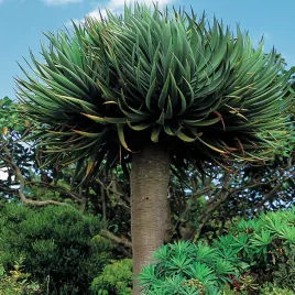 dracena-smocza-nasiona-egzotyczne-piekna-unikalna-roslina