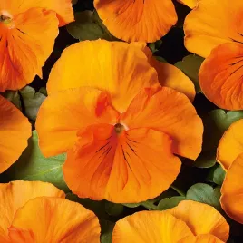 bratek-wielkokwiatowy-pomaranczowy-nasiona-kwiatow-pomaranczowe-bratki