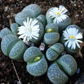 zywe-kamienie-szczescia-nasiona-egzotyczne-unikalne