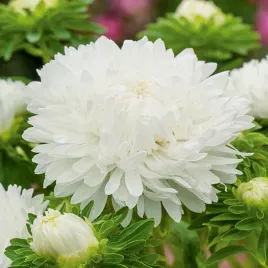 aster-peoniowy-wysoki-perla-bialy-nasiona-kwiatow-biale-kwiaty-na-rabaty