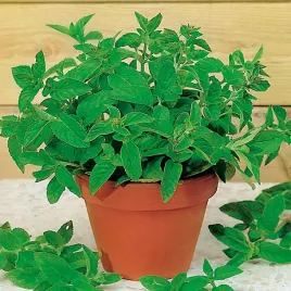 mieta-pieprzowa-nasiona-miety-wieloletnia-ziola-ziol-aromatyczny-smak