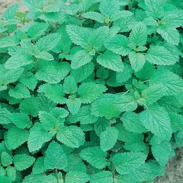 melisa-cytrynowa-aromatyczny-zapach-nasiona-malisy-ziol-ziola-uspokaja