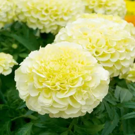 aksamitka-wielkokwiatowa-kilimajaro-nasiona-kwiatow-kwiaty-aksamitki