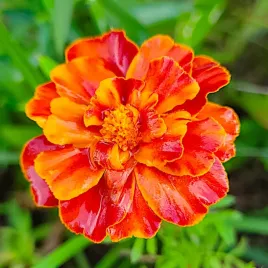 aksamitka-rozpierzchla-bolero-nasiona