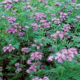 facelia-blekitna-nasiona-na-poplon-50g-miododajne-ozdobne