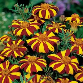 aksamitka-rozpierzchla-court-jester-nasiona-kwiatow-kwiaty-aksamitki