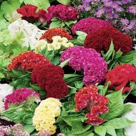 celozja-grzebieniasta-mieszanka-mix-intensywne-kolory-nasiona-kwiatow