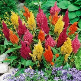 celozja-pierzasta-mieszanka-mix-nasiona-kwiatow-idealne-do-donic-kwiaty