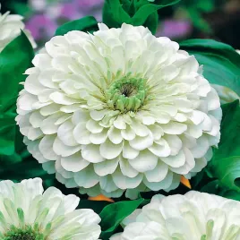 cynia-daliowa-biala-nasiona-kwiatow-biale-kwiaty-cyni-latwa-uprawa