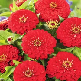 cynia-daliowa-czerwona-nasiona-kwiatow-cyni-czerwone-kwiaty