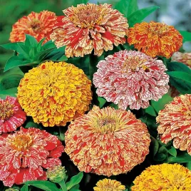 cynia-daliowa-candy-stripe-mieszanka-nasiona-kwiatow-mic-cyni-kwiaty