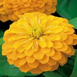 cynia-daliowa-zolta-zolte-kwiaty-obfite-kwitnienie-nasiona-kwiatow