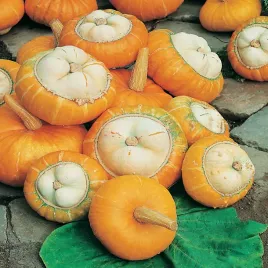 dynia-ozdobna-turecki-turban-nasiona-dyni-dynie-ozdobne-jednoroczne