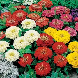 cynia-daliowa-karlowa-liliput-mieszanka-nasiona-kwiatow-mix-jednoroczne