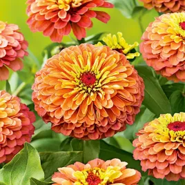 cynia-daliowa-pomaranczowa-nasiona-kwiatow-cyni-pomaranczowe-kwiaty