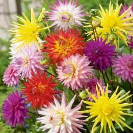 dalia-kaktusowa-mieszanka-nasiona-kwiatow-mix-kwiaty-dali