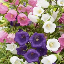 dzwonek-ogrodowy-mieszanka-mix-nasiona-kwiatow-kwiaty-na-rabaty-i-skalniaki