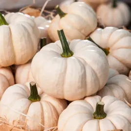 dynia-ozdobna-baby-boo-nasiona-dyni-ozdobne-male-bialokremowe-owoce-trwala